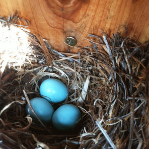 Bluebird nest inside bluebird house with 3 bluebird eggs