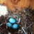 Bluebird nest inside bluebird house with 3 bluebird eggs